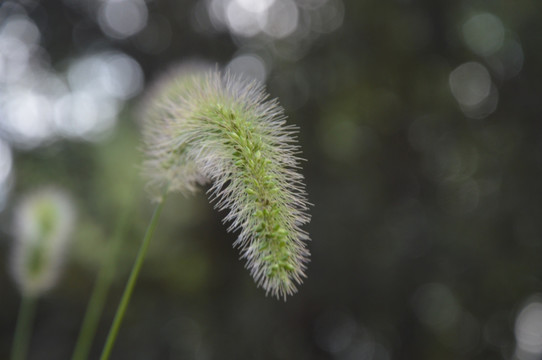 狗尾草