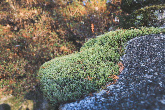 奈良宇治神社青苔