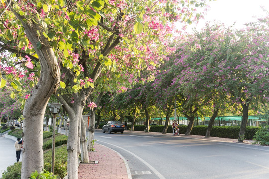 公路绿化 星湖西堤 紫荆花大道