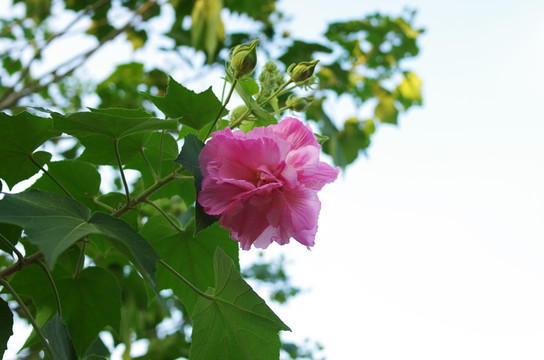 芙蓉花