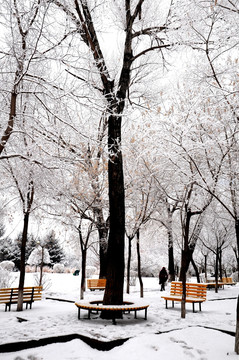 公园雪景