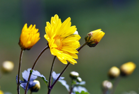 黄菊花