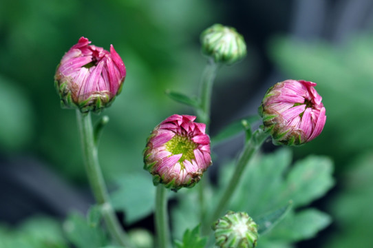 菊花