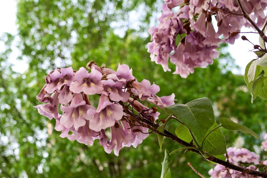 泡桐花