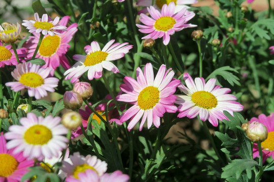 五彩雏菊 小菊花