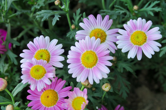 雏菊 小菊花