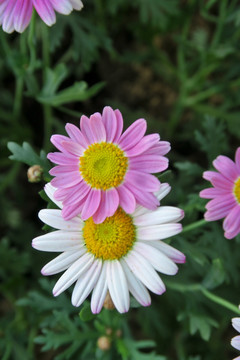 雏菊 小菊花