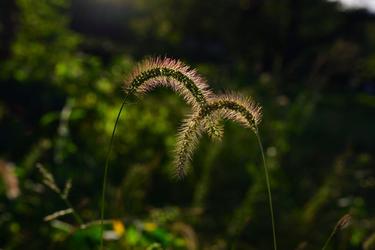 狗尾草