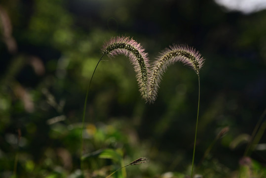 狗尾草