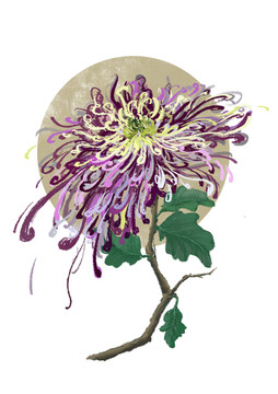 手繪插畫紫菊花