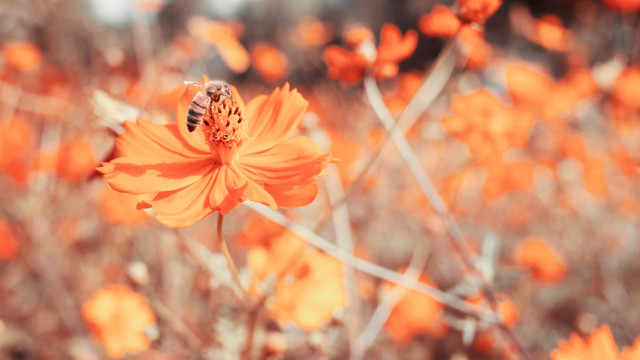 硫华菊