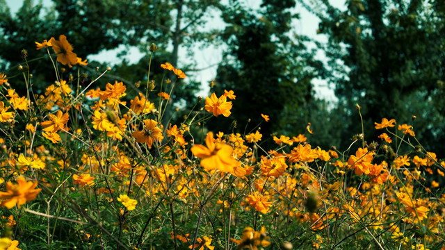 硫华菊