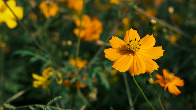 硫华菊