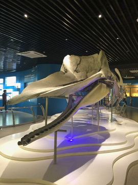 鲸鱼化石 展馆