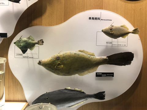 鱼类标本 展厅