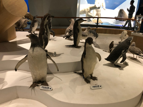 青岛海底世界南极企鹅展厅