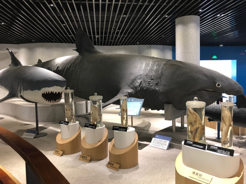 海洋生物馆鲨鱼标本