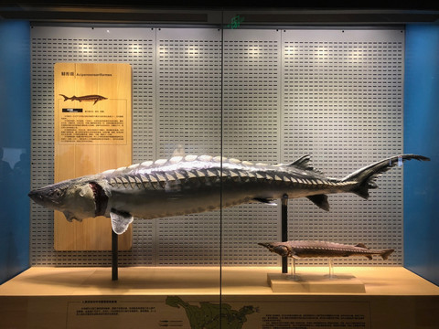 海洋鱼类 展厅 标本