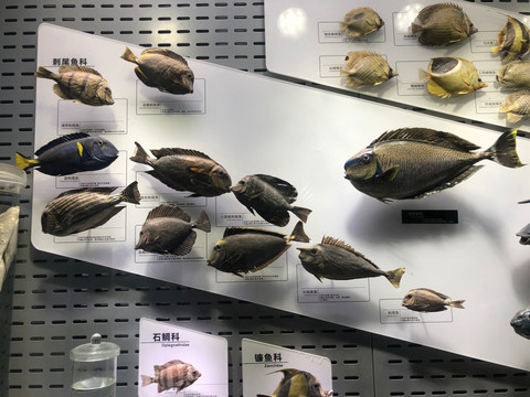 海洋鱼类 标本展厅