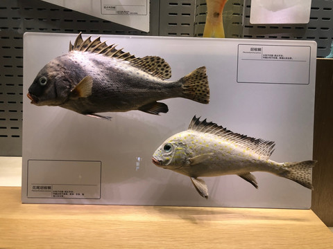 鱼类标本 展厅