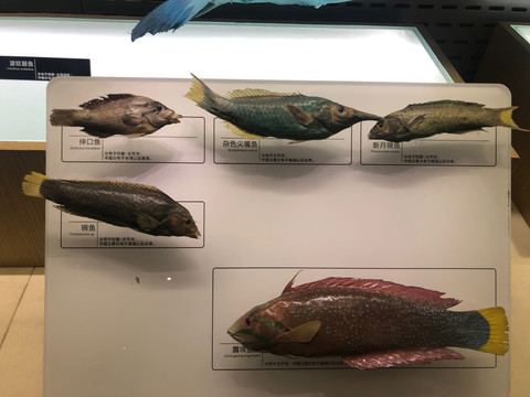 鱼类标本 展馆