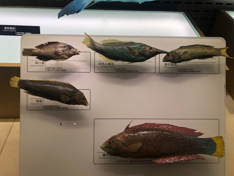 鱼类标本展馆
