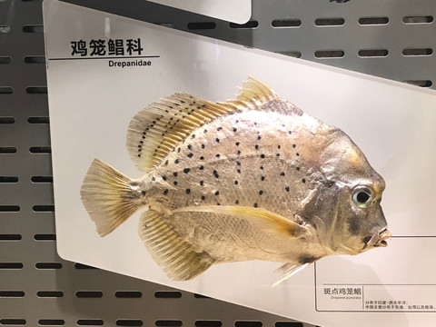 海洋鱼类 标本展厅