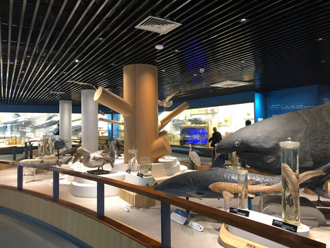青岛海底世界海洋动物标本展厅