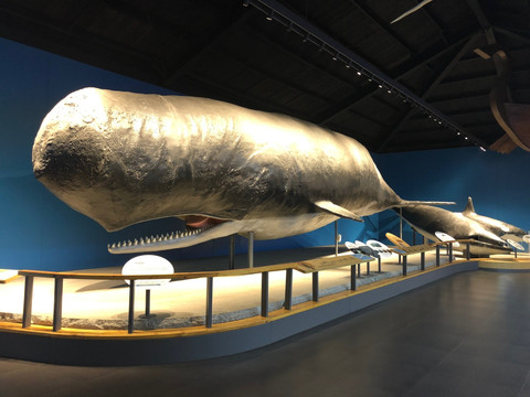 鲸鱼标本 展馆