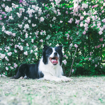 边境牧羊犬