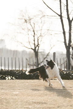 边境牧羊犬