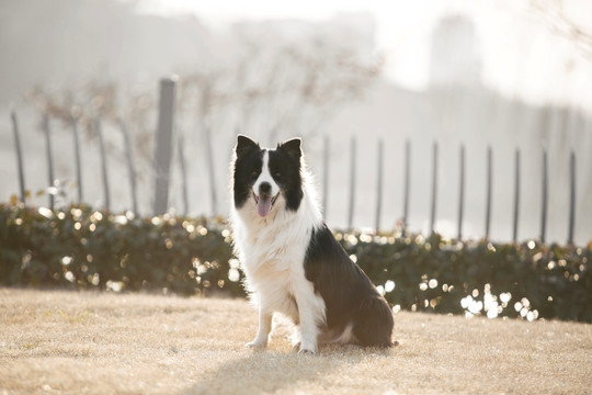 边境牧羊犬