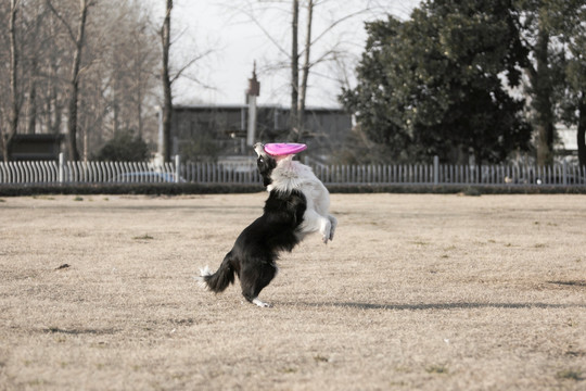 边境牧羊犬