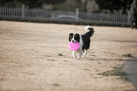 边境牧羊犬