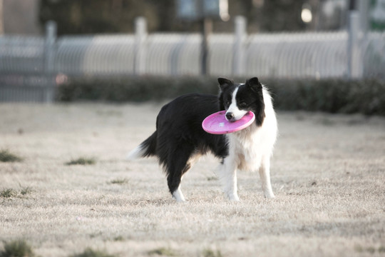 边境牧羊犬