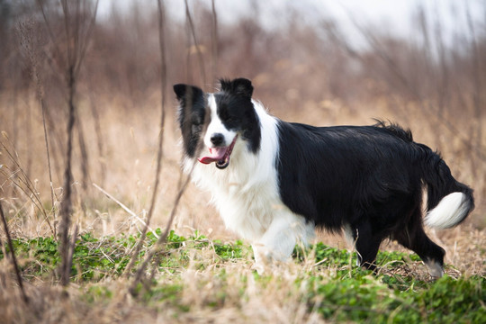 边境牧羊犬