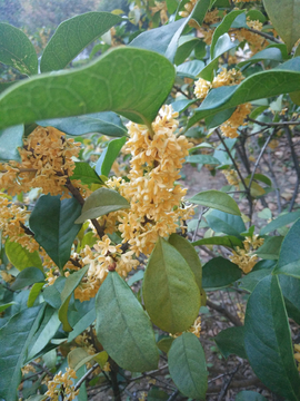 桂花开花