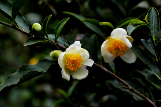 茶花 茶树 茶叶