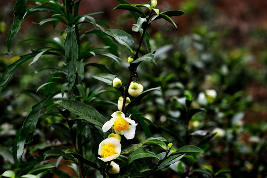 茶花 茶树 茶叶