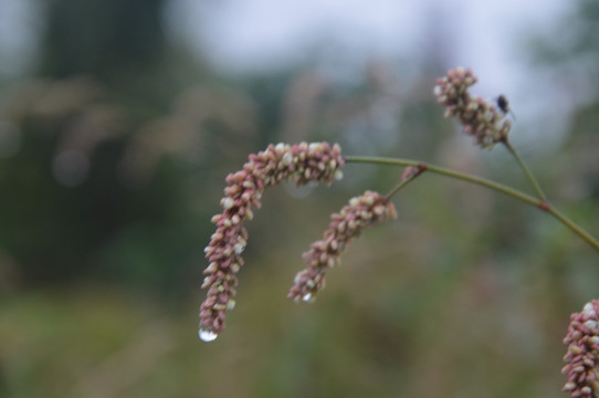 雨后