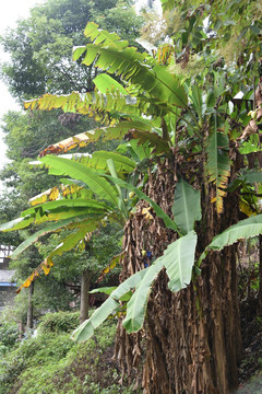 芭蕉树