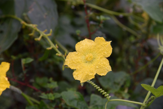 黄色的花