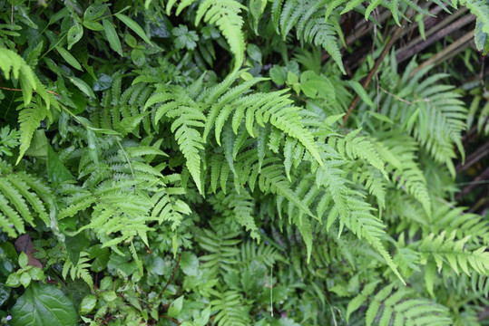 蕨类植物