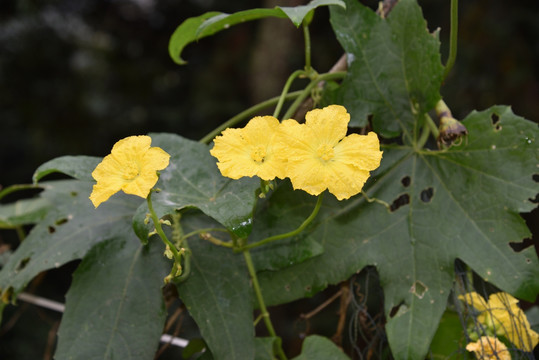 丝瓜花