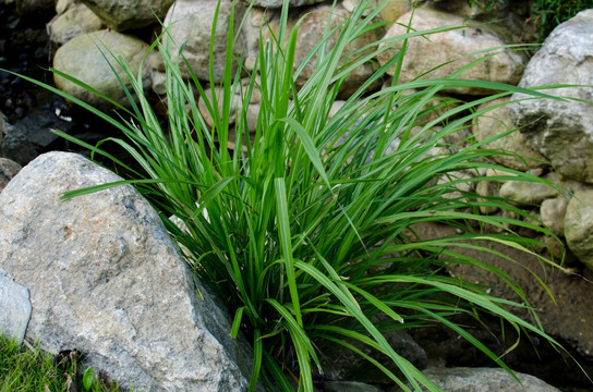 石菖蒲 山萘