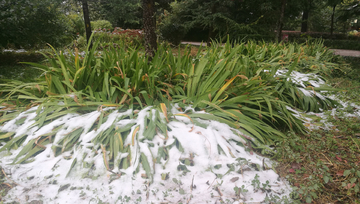 初雪 雪