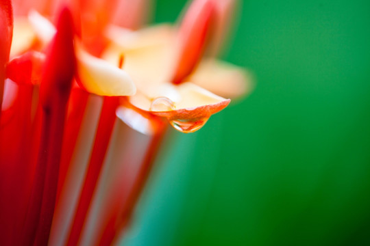 龙船花特写