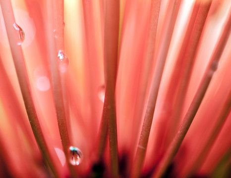 露珠花卉特写