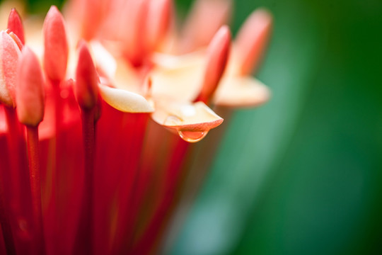 龙船花特写