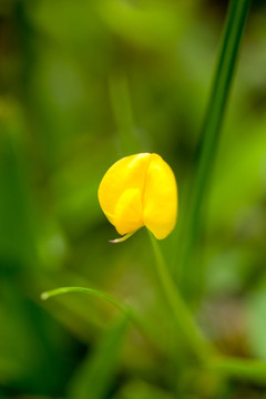 蔓花生特写